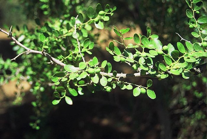 Zizyphus lotus